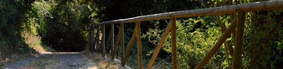 la zeppa d'oro verso le codette